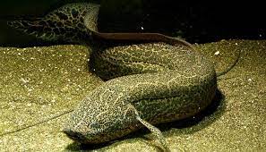 The african lungfish belong to the protopterus genus. The Amazing Ancient Fishes Of Africa Cool Green Science