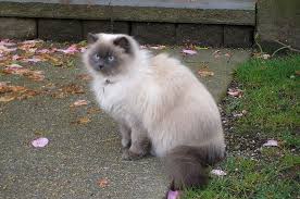 Daftar harga kucing persia himalaya terbaru juli 2019 harga kucing july 10 2019 himalaya 2 comments menjadi salah satu jenis kucing persia yang populer himalaya memiliki nilai tersendiri bagi pecinta kucing. Fakta Kucing Persia Himalaya Hasil Persilangan Dua Kucing Yang Berbeda Semua Halaman Bobo