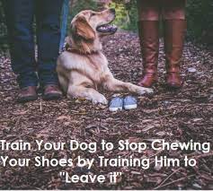 How To Stop A Dog From Eating Shoes And Slippers Pethelpful