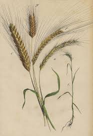 Wheat Art Print By German Botanical Artist In 2021 Wheat Drawing Wheat Tattoo Botanical Drawings