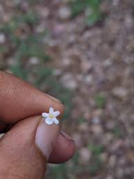 Image result for Chascanum