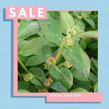 Maybe you would like to learn more about one of these? Pokok Susu Nabi Dalam Polibag Shopee Malaysia