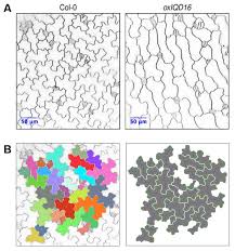 We did not find results for: Measuring Plant Cell Shapes With I Pacequant I Leibniz Institut Fur Pflanzenbiochemie