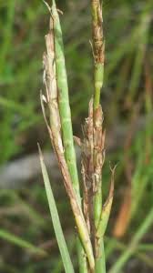 Image result for Hemarthria