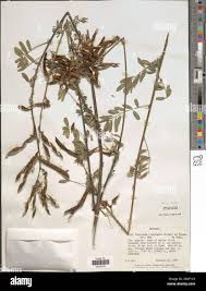 Image result for Tephrosia interrupta