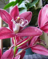 Cymbidium Orchid Portland Nursery