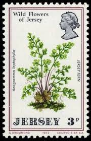 Image result for Anogramma leptophylla