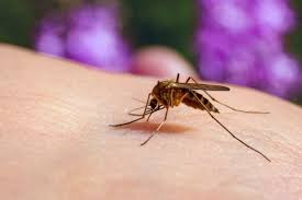 Image result for mosquito bite