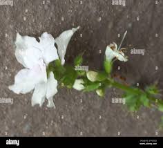 Image result for Syncolostemon bracteosus