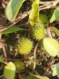 Image result for Ranalisma