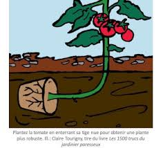 comment planter des tomates greffées se