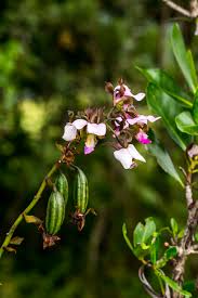 Image result for Eulophia horsfallii