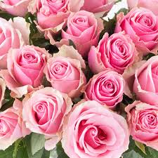 Image result for Rosa