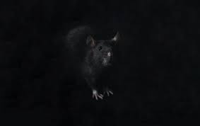 All types of pest control. Rats Shrum S Pest Control