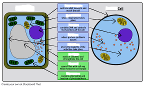 Maybe you would like to learn more about one of these? Plant Animal Cell Organelles Diagram Quizlet