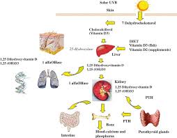 Vitamin D Metabolism Vitamins Vitamin D Vitamin D2