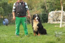 Egitimli Bernese Dag Kopegi Bernese Dag Kopegi Kopek