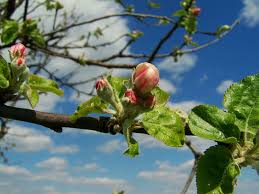 There's nothing like the joy of watching your tree bloom in the spring this means a beni shogun apple flower needs pollen from flowers of a different apple variety in order to produce fruit. Apple Tree Flower Buds Spring Flower Buds Tree Branch Fruit Food And Drink Day Pxfuel