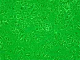 Vero cells are lineages of cells used in cell cultures. Vero Cell Wikiwand