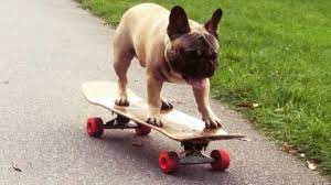 Looking for a skateboard to ride with your dogs or pulling experience? A French Bulldog From Hackney Has Taught Himself To Skateboard