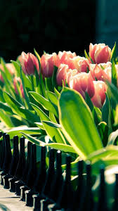 Tulip Garden Beside Fence Iphone 6 Plus Wallpaper Iphone 6 Wallpaper Flowers Amazing Flowers