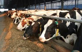 Data de referință pentru subvenția ant la bovine nu se schimbă începând din 2021. Subventii Archives Page 68 Of 70 Agrotv