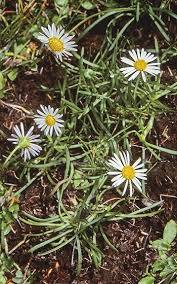 Image result for Brachycome mossambicensis