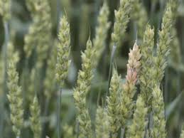Proraso is a personal care and grooming brand owned by the italian company ludovico martelli srl. Managing Head Scab With Fungicides Prosaro Vs Caramba Vs Miravis Ace Agronomic Crops Network