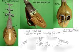 The heart of a fish is a simple muscular structure that is located behind (and below) the gills. Fish Heart Diagram Quizlet