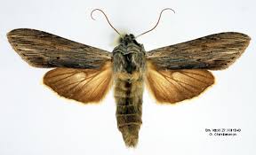 Image result for Cucullia umbratica