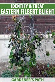 Maybe you would like to learn more about one of these? How To Identify Treat And Control Eastern Filbert Blight Gardener S Path