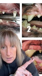 Wild at Heart Dog Training & Behaviour Consulting