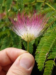 Image result for Albizia brevifolia