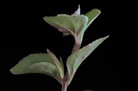 Image result for Vandellia subracemosa