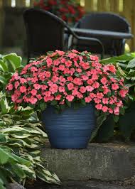 Image result for Impatiens stuhlmannii