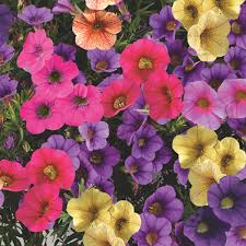Image result for calibrachoa million bells