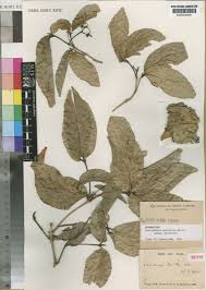 Image result for Lasiodiscus usambarensis