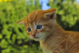 Was born in june 2010 in the united states. Jugendliche Vergewaltigen Junge Katze Bis Sie Stirbt