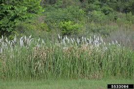 Image result for Imperata