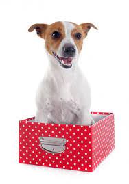 skachat dzhek rassel terer stokovoe izobrazhenie v 2020 g dzhek rassel terer dzhek rassel terer