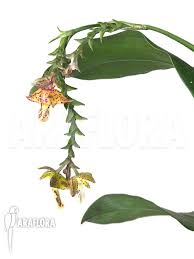 Image result for Polystachya virginea