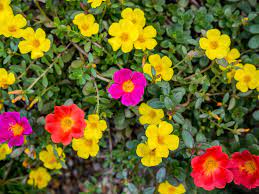 We did not find results for: Moss Rose Plant Care Growing Guide