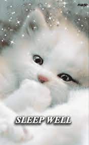 View The Album On Photobucket Good Night Cat Cute Baby Cats Funny Cat Pictures