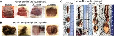 Maybe you would like to learn more about one of these? Development Of Humanized Mouse And Rat Models With Full Thickness Human Skin And Autologous Immune Cells Scientific Reports