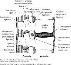 Chapter 9 The Biomechanics Of The Human Spine Basic