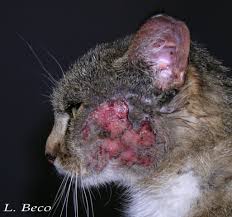 Image result for Feline Miliary Dermatitis