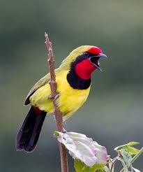 Where We Are From The Birds Sing A Pretty Song So Beautiful Bird Singing A Song Styles Time Beautiful Birds Bird Pretty Birds