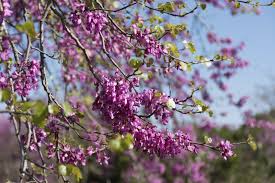 It is fast growing and soon develops into a lovely specimen that will thrill you every spring with its stunning display of bright pink flowers carried on the bare branches. Pruning A Redbud Tree Learn When And How To Prune Redbud Trees