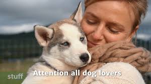 Some things are inexplicably good for the soul. Husky cuddles, it turns  out, is one of them