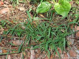Image result for Digitaria minoriflora